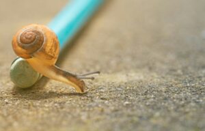 Escargot sur crayon